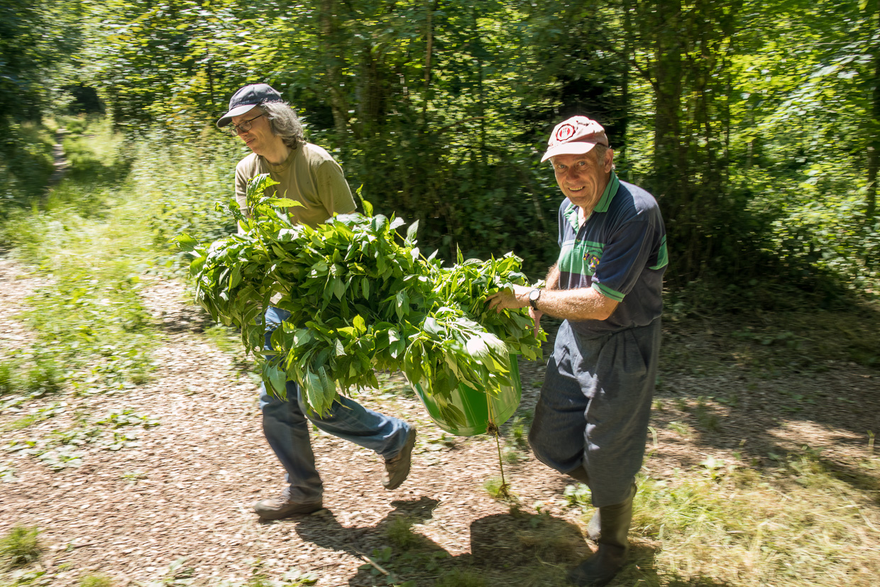 Zwei Helfer beseitigen Springkraut