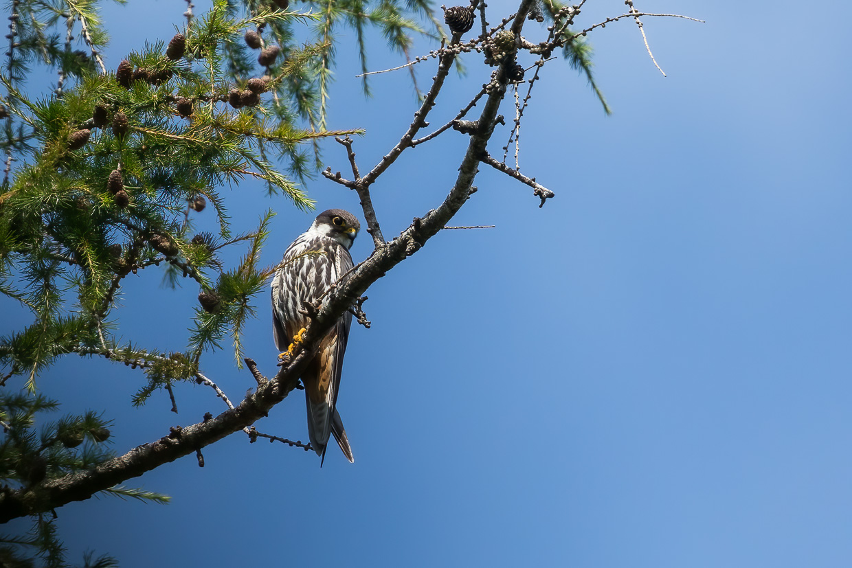 Baumfalke auf einem Lärchenast