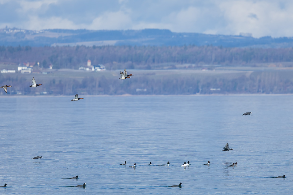 Tafelenten, Schellenten und Blässhühner