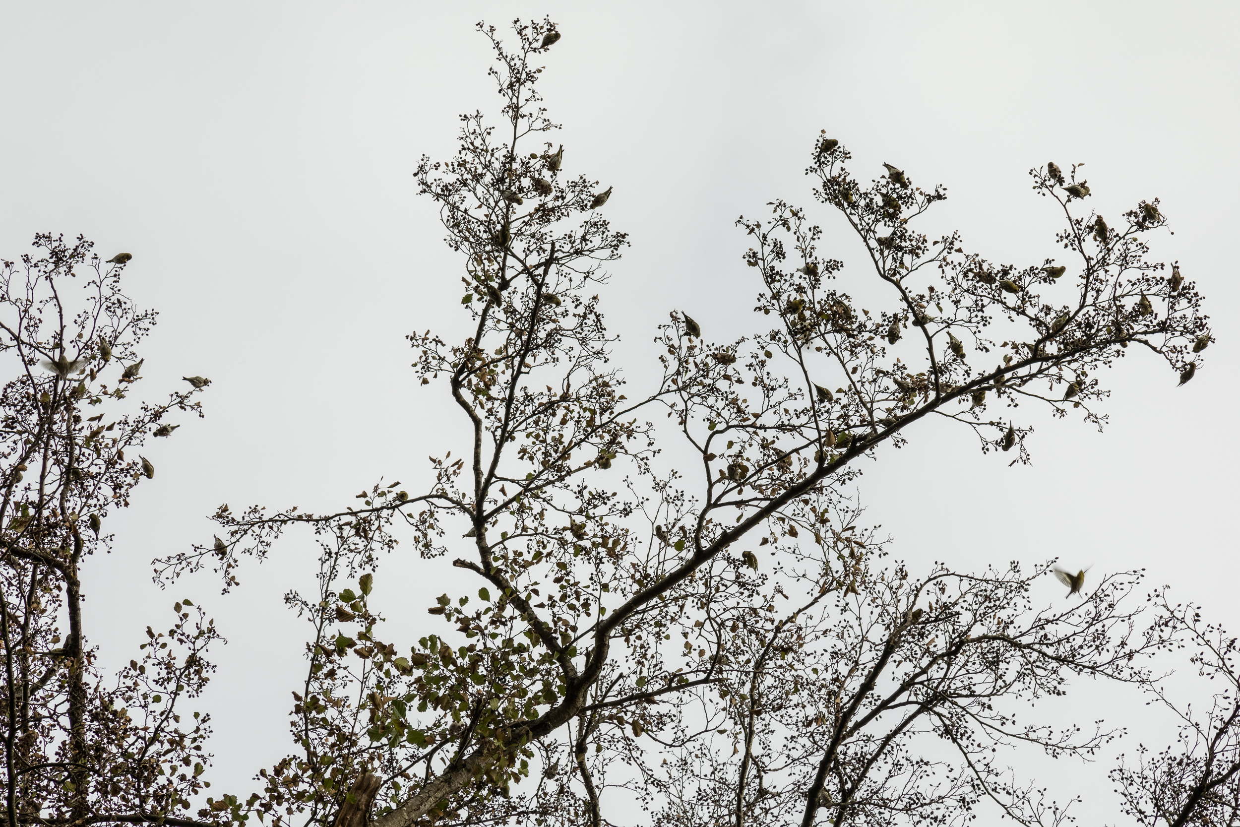 Erlenzeisige in Beinwil