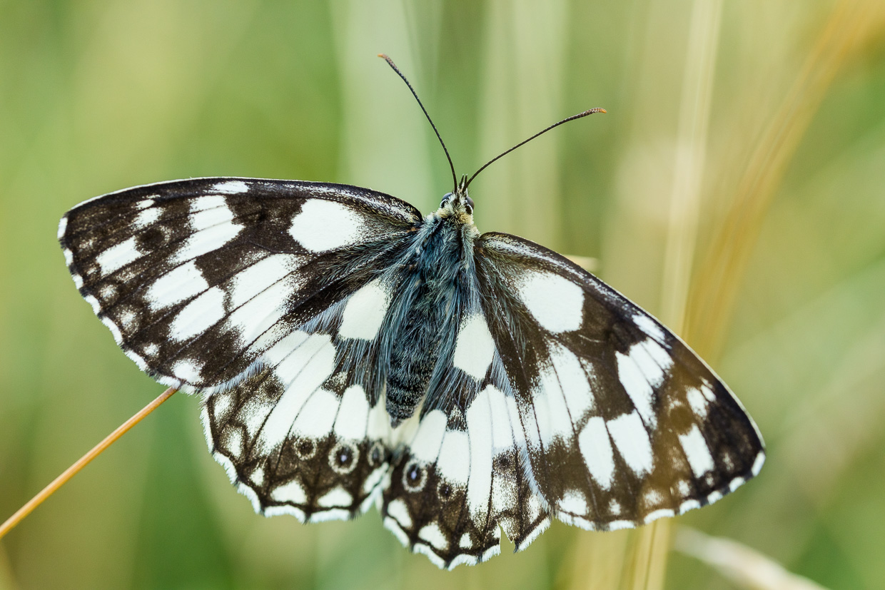 Schachbrettfalter