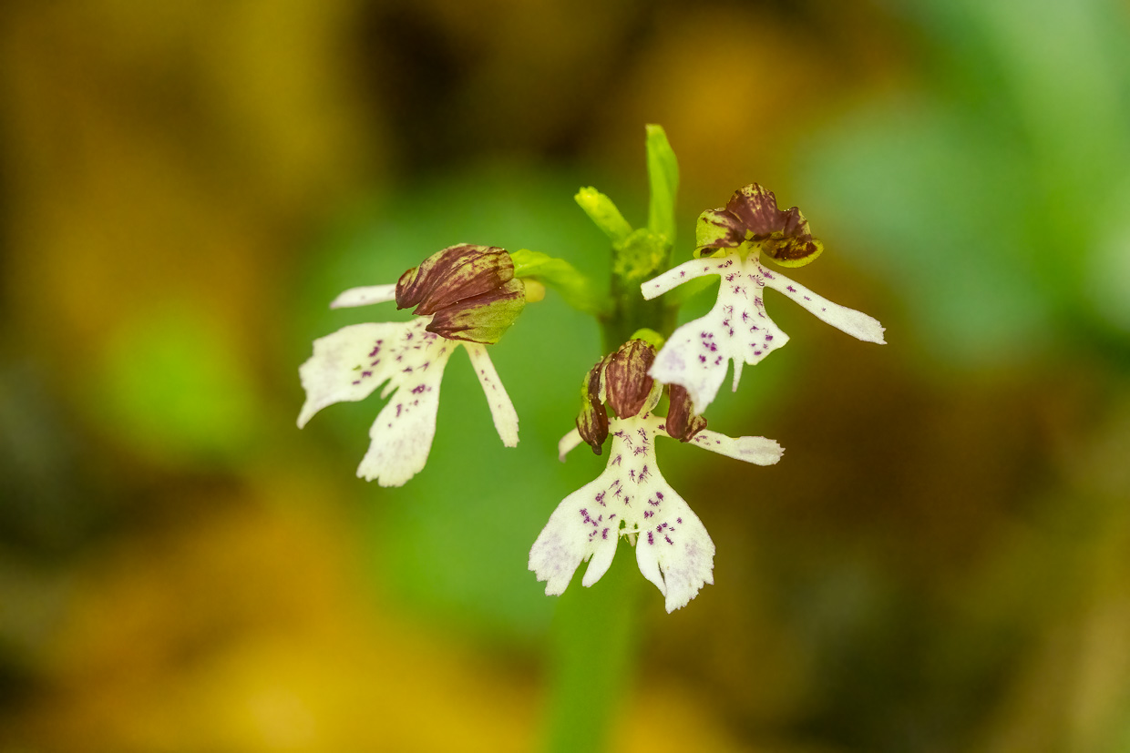 Purpur-Knabenkraut, eine Orchidee