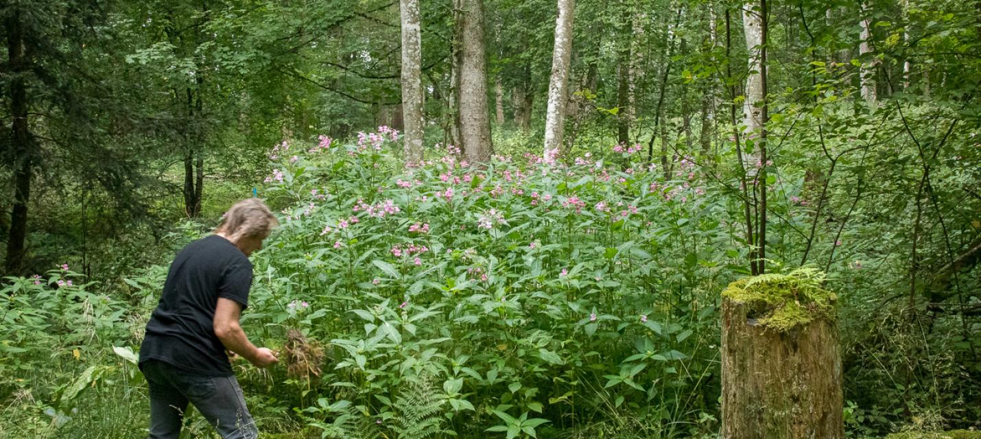 Philipp bekämpft das Drüsige Springkraut