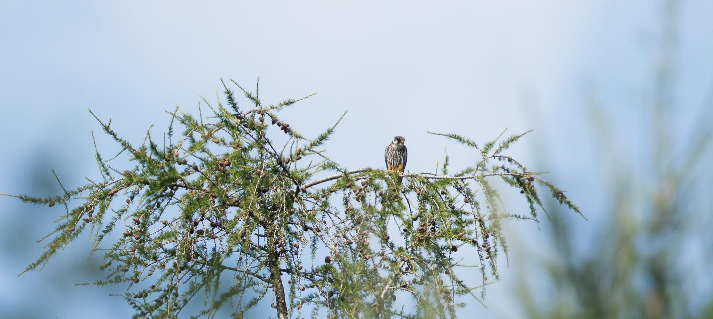 Baumfalke auf einer Lärche