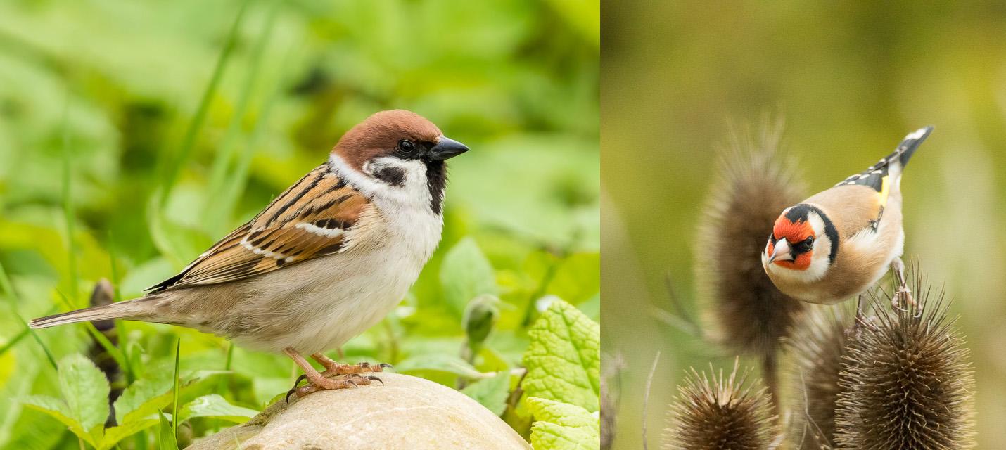 Gartenvögel (Feldsperling und Distelfink)