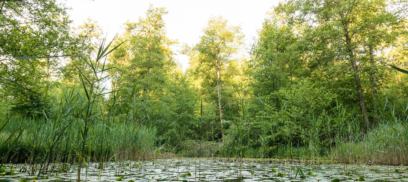 Am Sonnenbergweiher