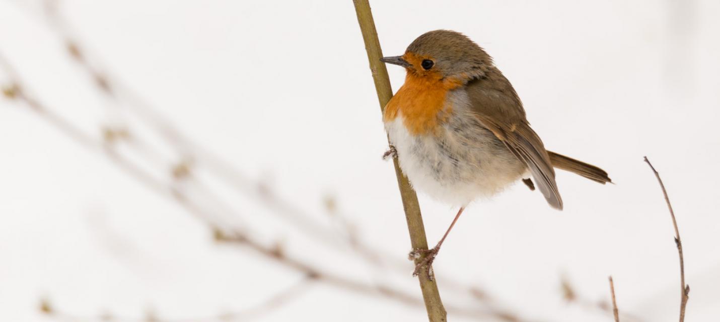 Ein möglicher Gartengast: Das Rothkehlchen