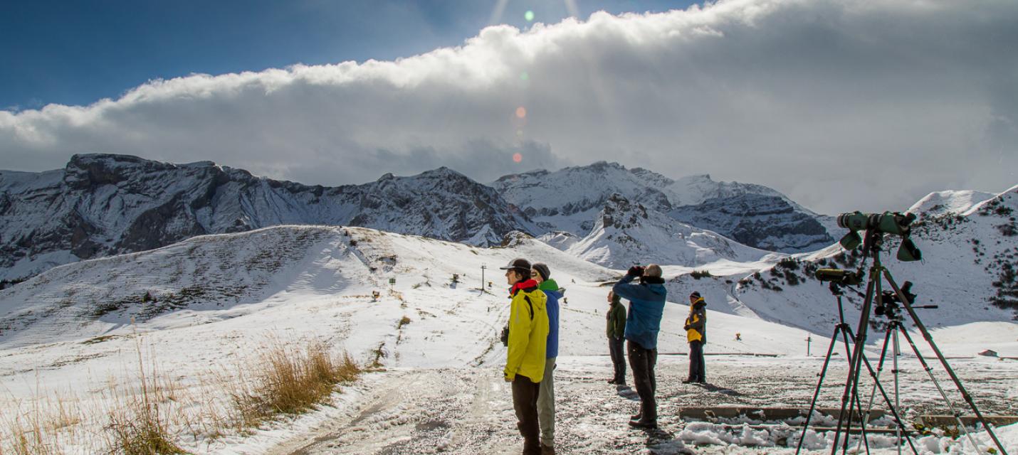 Eurobirdwatch Hahnenmoos, Adelboden