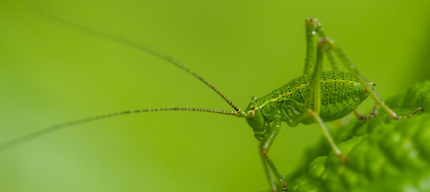 Punktierte Zartschrecke