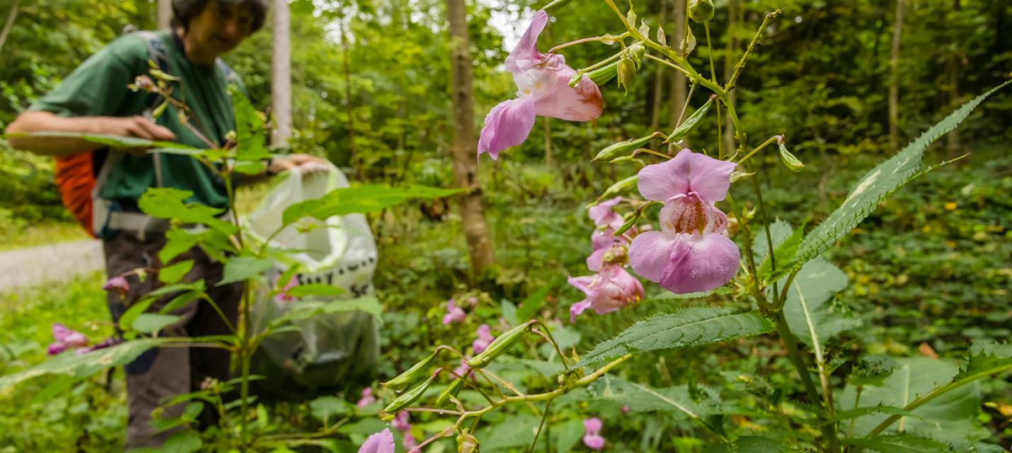 Drüsiges Springkraut ausreissen