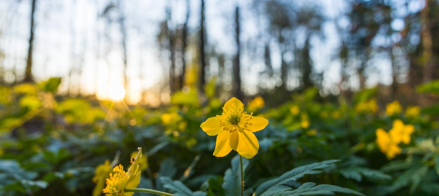 Gelbes Windröschen