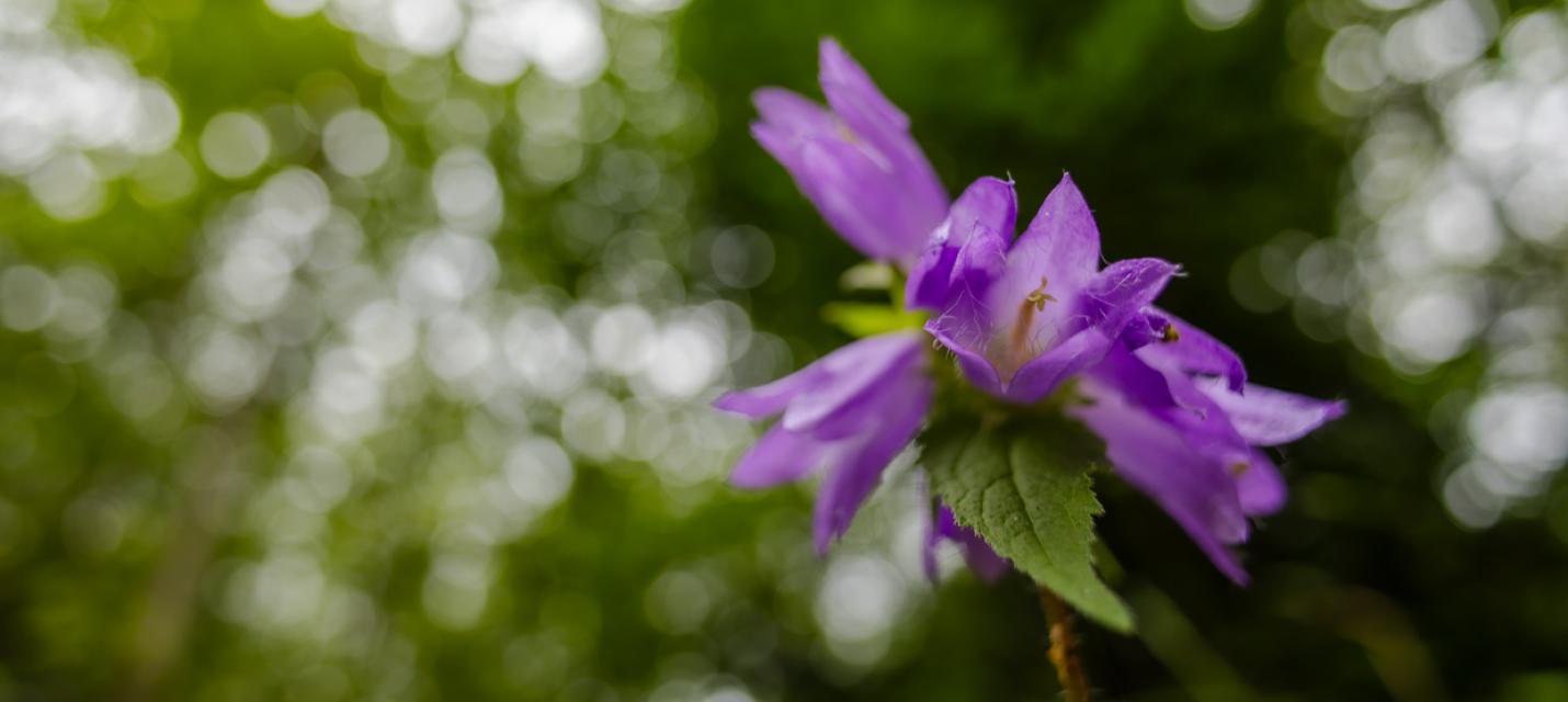 Bärtige Glockenblume