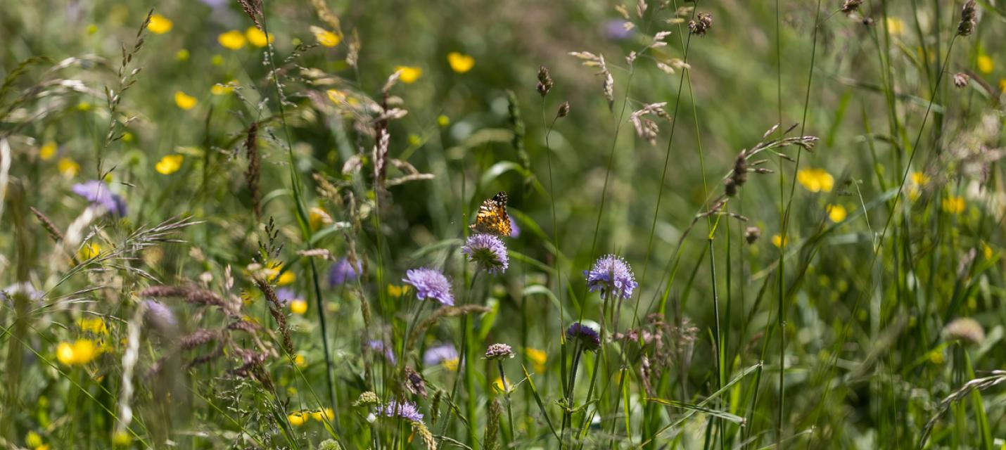 Blumenwiese
