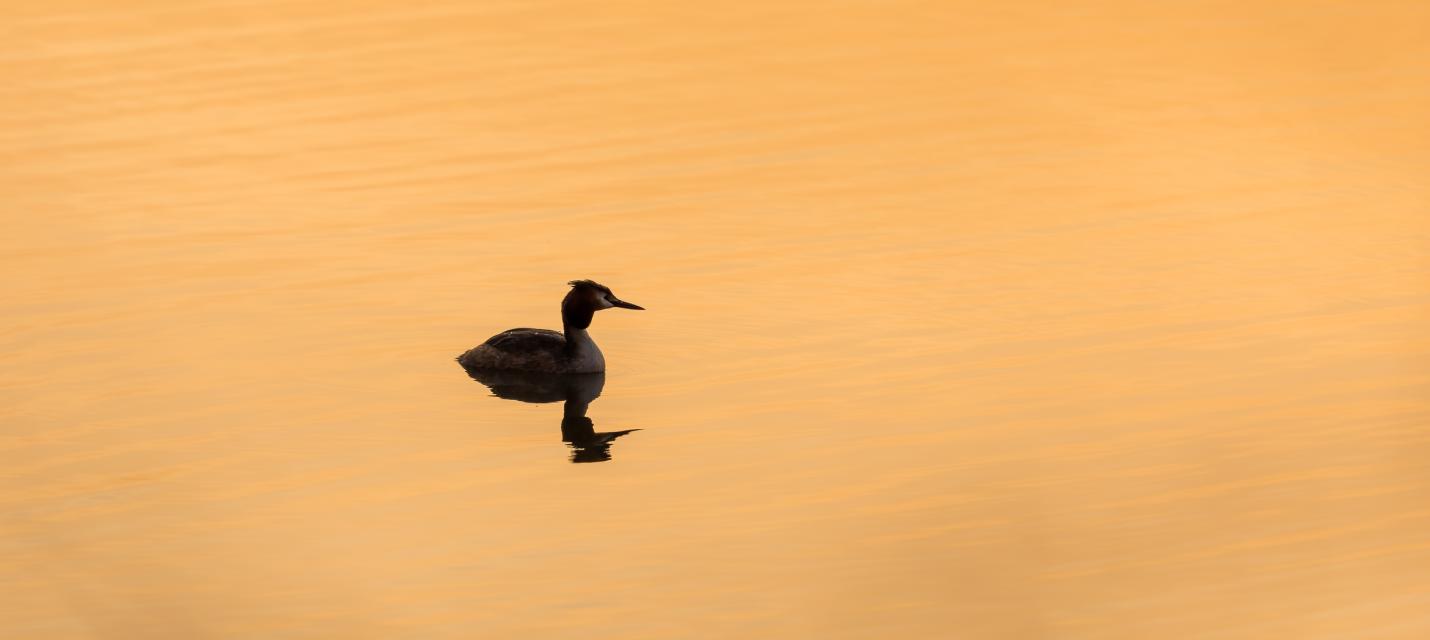 Haubentaucher auf dem Hallwilersee