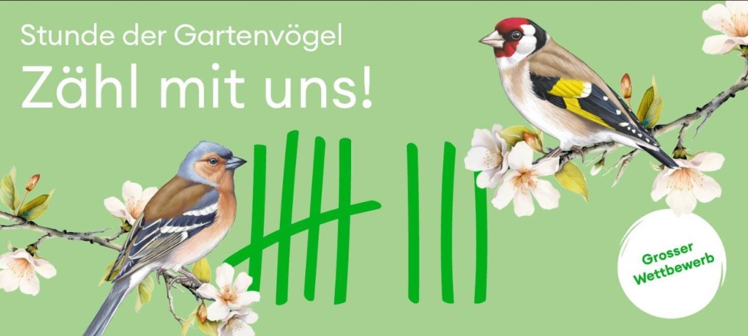 Stunde der Gartenvögel